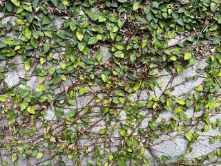 Background of green leaves and stems vine in front of grey concrete wall