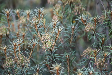 Rhododendron tomentosum known as  Marsh Labrador tea or wild rosemary, shrub.