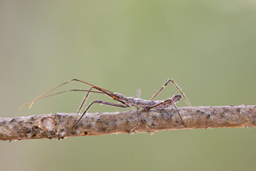 Assassin Bug Nymph