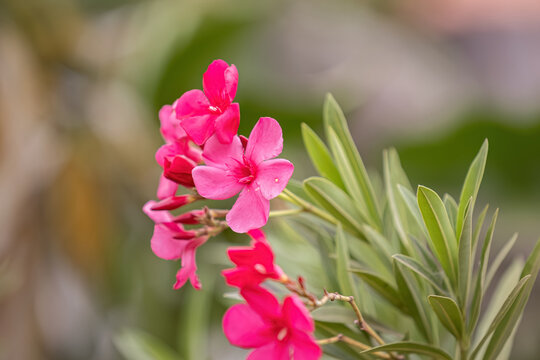 Oleander Flowering Plant