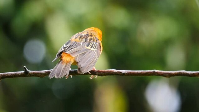 Moments before heavy rain falls on this bright orange bird perching in natural environment 