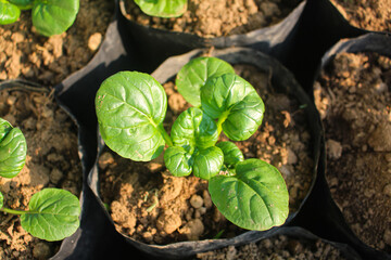 Pagoda mustard or Tatsoi or Ta Ke Chai is a vegetable originating from China, usually processed...