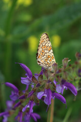 Orange and white butterfly on a purple sage flower.  Melitaea diamina on Salvia pratensis