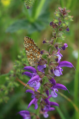 Orange and white butterfly on a purple sage flower.  Melitaea diamina on Salvia pratensis