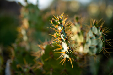 close up of a cactus
