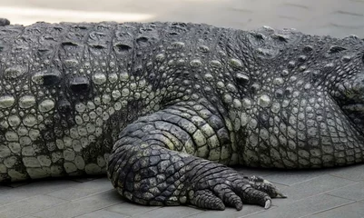 Foto op Plexiglas a photography of a large alligator laying on the ground, crocodylus niloticus, a large crocodile with a very long snout. © Waranya