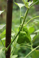 Italian “Friggitelli” green peppers growing on plant in the vegetable garden on summer. Capsicum annuum 'Friggitello' 