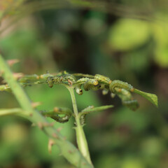 Arge pagana is a sawfly in the family Argidae. Many Arge pagana or  larvae eating rose leaves on summer. Hymenoptera family