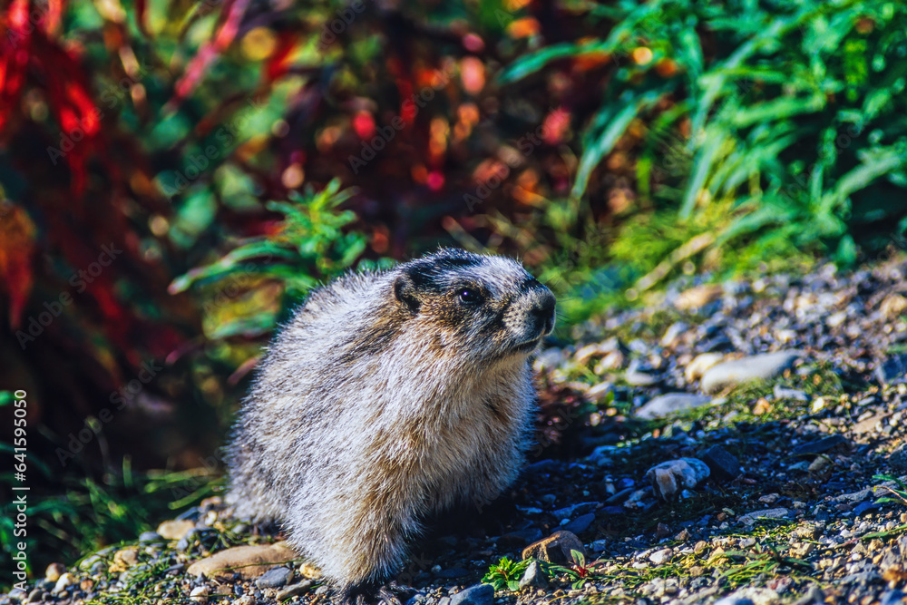 Poster Marmot with colorful plants at autumn