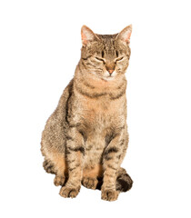 cat animal isolated sitting closed eyes