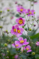 Obraz premium Anemone hupehensis praecox thimbleweed pink petal simplicity flowering plant, windflowers flowering plants in the garden