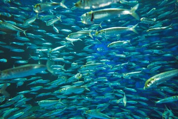 水族館
