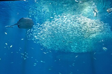 水族館