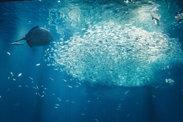 水族館