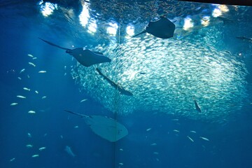 水族館