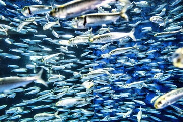水族館