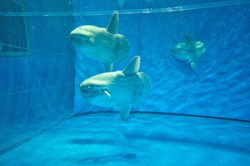水族館