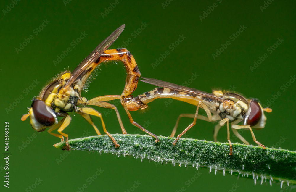 Wall mural Mating long hoverflies