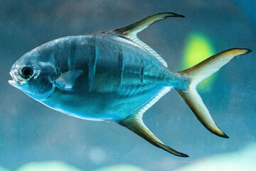 Trachinotus blochii or snubnose pompano. Pompanos are marine fishes in the genus Trachinotus in the family Carangidae