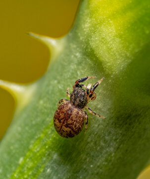 Ballus jumping spider
