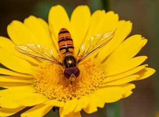 Marmalade hoverfly