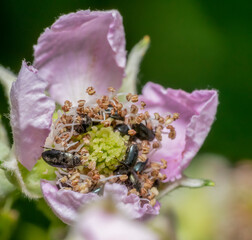 Common Pollen beetles