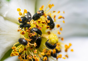 Common Pollen beetles