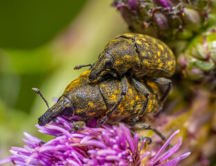 Canada Thistle Bud Weevils