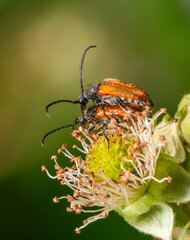 Fairy-ring longhorn beetles