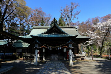 Fototapeta premium cherry blossom (sakura ) in spring FujisanSimomiya OmuroSengen Jinja, in Fujiyoshida, Japan