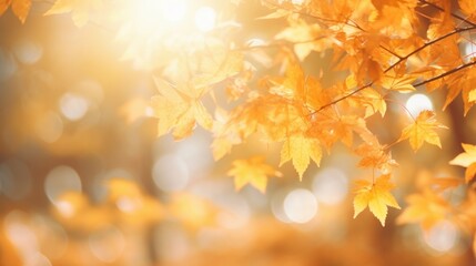 Naklejka na ściany i meble Beautiful orange and golden autumn leaves. Natural autumn background