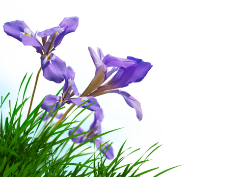 spring crocus flowers