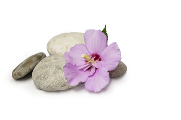 flowers rocks pebbles hibiscus isolated background