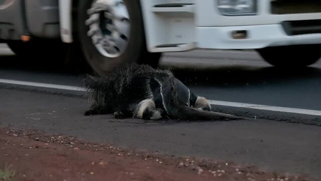 Giant anteater run over