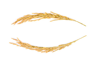 Paddy isolated on white background. (Thai Jasmine rice)