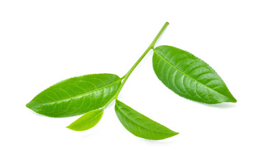 Green tea leaf isolated on white background