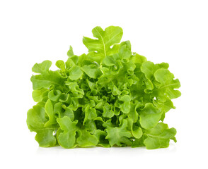 Green oak lettuce on white background