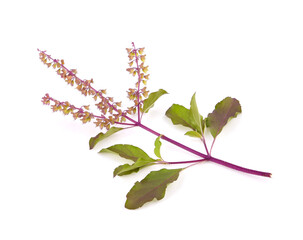 Basil flower, stalk and leaves isolated on a white