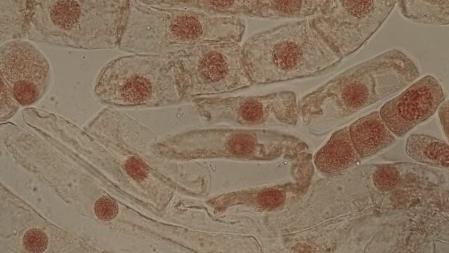 Mitosis cell in the Root tip of Onion under a microscope.