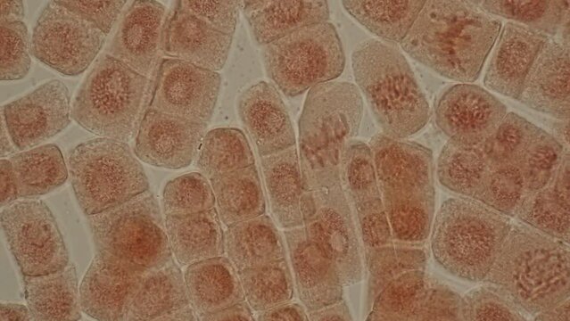 Mitosis cell in the Root tip of Onion under a microscope.