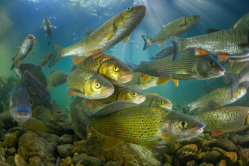 Fototapeta premium Osteichthyes (orfe, grayling) commonly referred to as the bony fish, is a diverse superclass of vertebrates that have skeletons primarily composed of bone tissue.