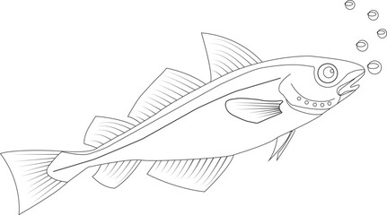 Whiting outline. Fish. Isolated whiting on white background