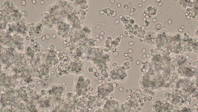 Study of Protozoa, Algae and bacteria under the microscope for education.