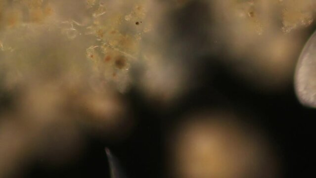 Study of Protozoa, Algae and bacteria under the microscope for education.