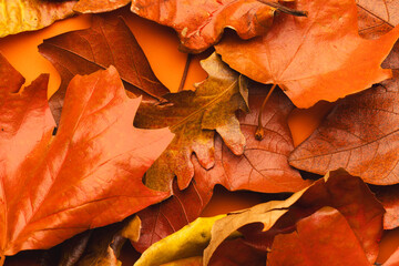 Colourful autumn leaves lying on top of each other on orange background