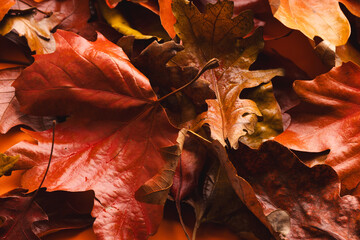 Colourful autumn leaves lying on top of each other
