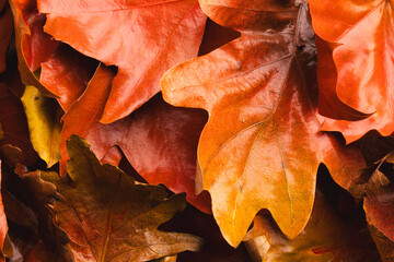 Colourful autumn leaves lying on top of each other