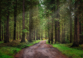 Bosques de Cantabria
