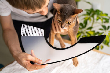 A caring owner puts an e-collar on a blue Abyssinian domestic cat for protection and healing....