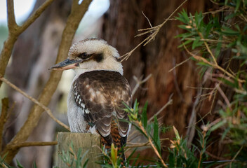 Kookaburra sitting on a wooden post